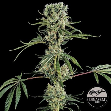 Moby Dick 2 cannabis plant