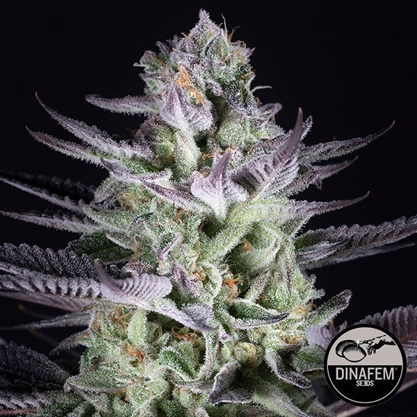 View Blueberry Cookies Marijuana Plant