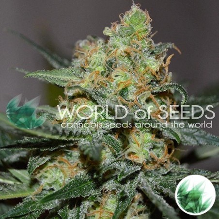 Afghan Kush x Skunk marijuana strain