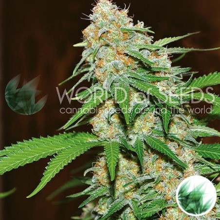 Mazar x White Rhino marijuana strain