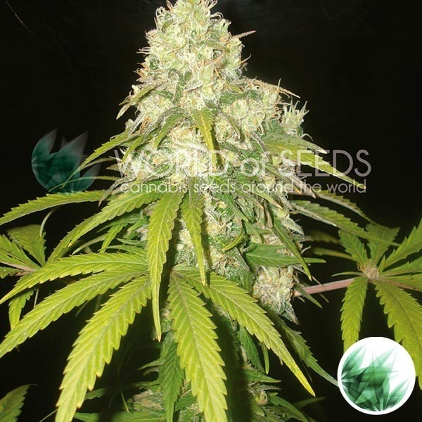 View Afghan Kush x Yumbolt Cannabis Plant