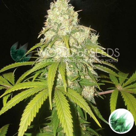 Afghan Kush x Yumbolt Cannabis Plant