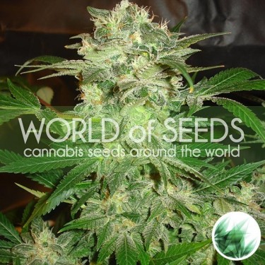 Mazar Kush cannabis plant