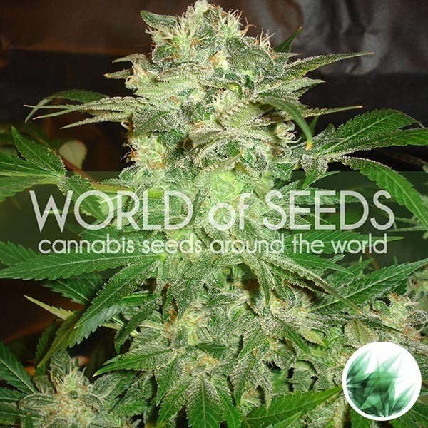 View Mazar Kush cannabis plant