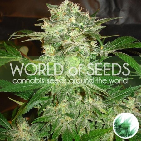 Mazar Kush cannabis plant