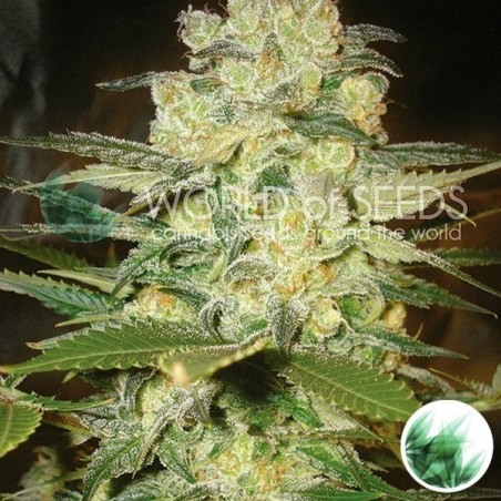 Afghan Kush x White Widow cannabis strain