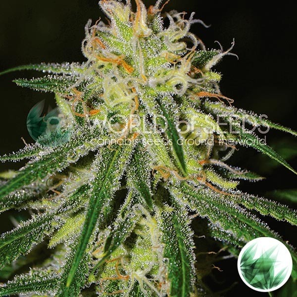 View Amnesia cannabis strain