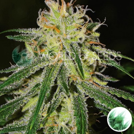 Amnesia cannabis strain