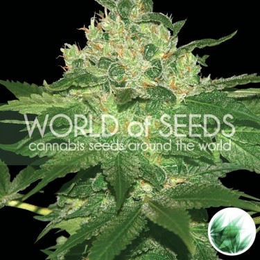 Afghan Kush cannabis strain