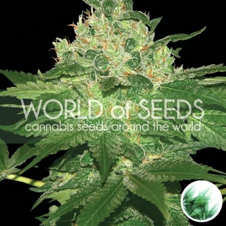 Afghan Kush cannabis strain