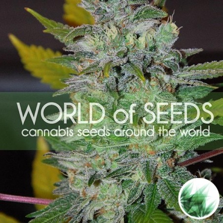 Space cannabis plant