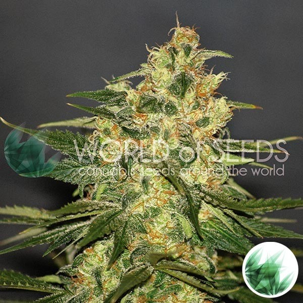 View Ketama cannabis plant