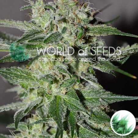 Pakistan Valley cannabis plant