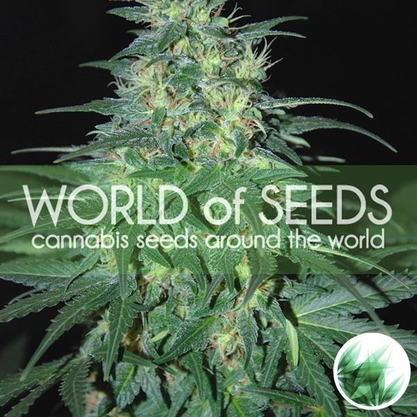 View South Africa Kwasulu cannabis plant