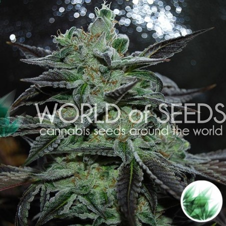 Strawberry Blue marijuana plant