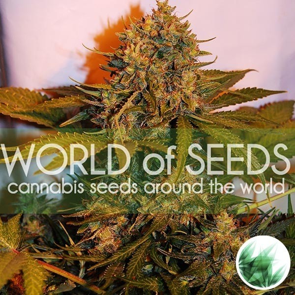 View Northern Light x Big Bud Auto cannabis plant