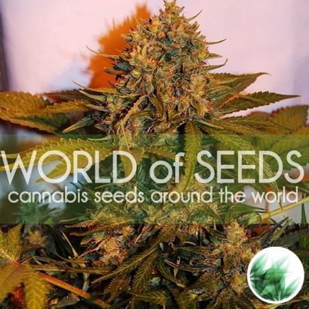 Northern Light x Big Bud Auto cannabis plant
