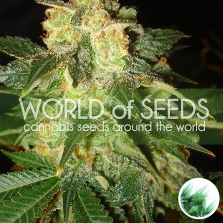 Pakistan Ryder Auto marijuana plant