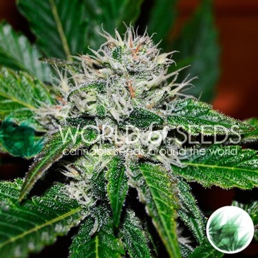 Amnesia Ryder cannabis plant