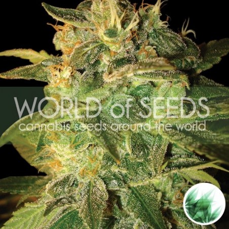 Sugar Mango Ryder auto cannabis plant