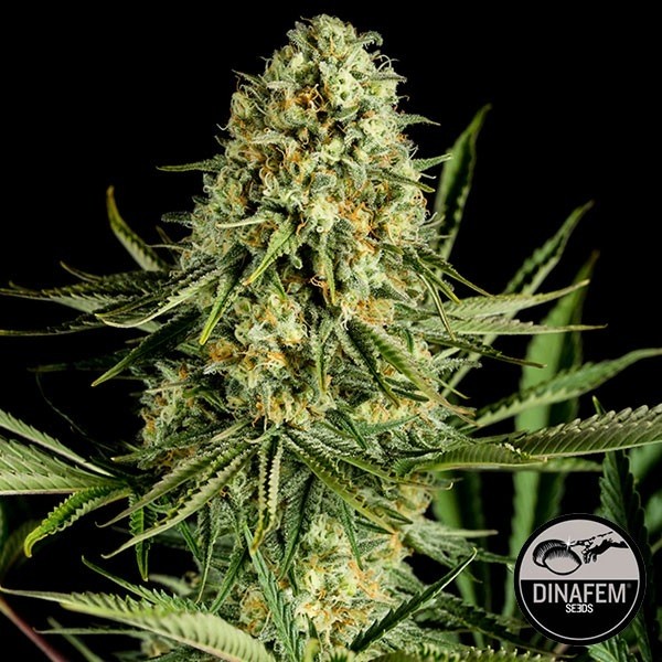 View Critical Cheese Cannabis Plant