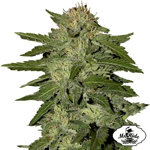 View Auto White Widow Marijuana Plant