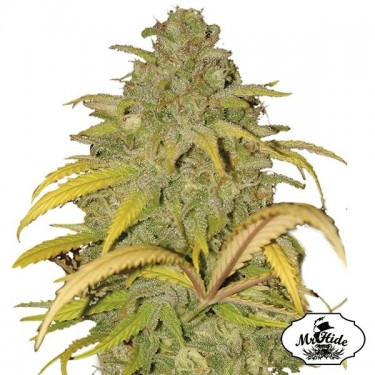 Auto Northern Cream Cannabis Plant