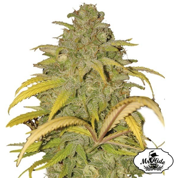 Auto Northern Cream Cannabis Plant