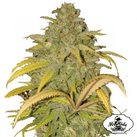 Auto Northern Cream Cannabis Plant