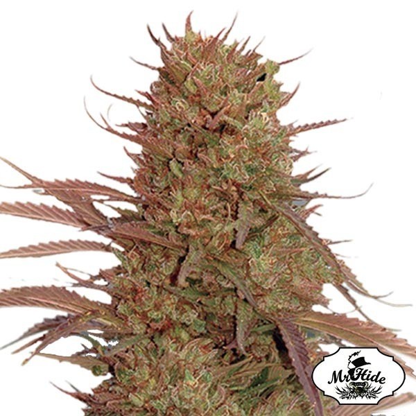 View Auto Cream Mass Cannabis Plant