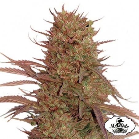Auto Cream Mass Cannabis Plant