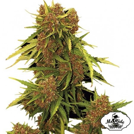 Auto Kritical Red Cannabis Plant