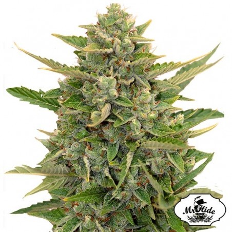 Auto Amnesia Cannabis Plant