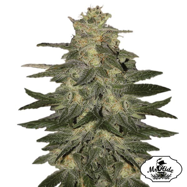 View Auto Mazar Blue Cannabis Plant