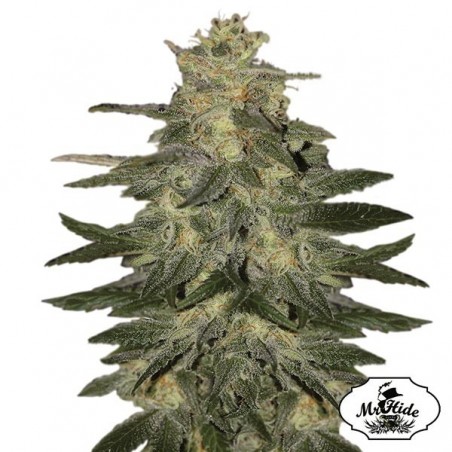 Auto Mazar Blue Cannabis Plant