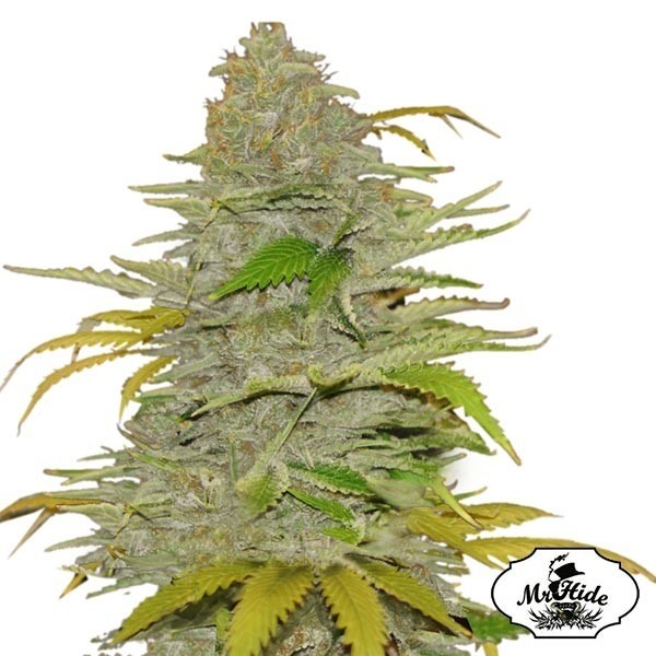 View Auto Diesel Mass Cannabis Plant