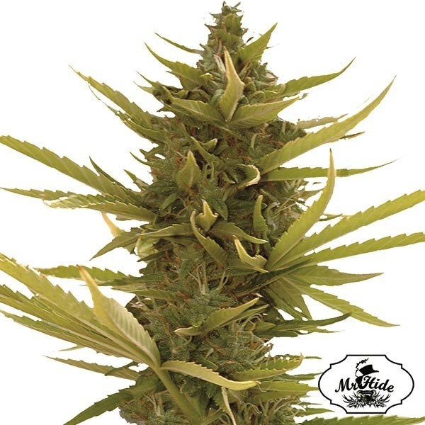 View Auto Black Banana Cannabis Plant