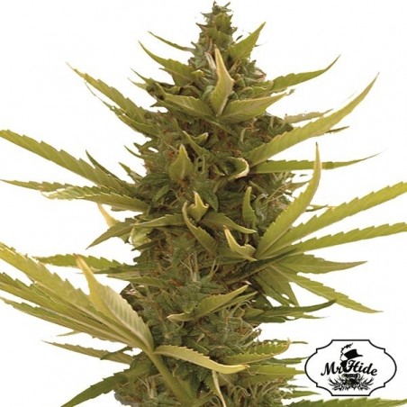 Auto Black Banana Cannabis Plant