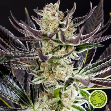 Buy Purple Punch x Do-Si-Dos - Grow Barato