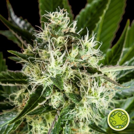 Pure CBD Punch Marijuana Plant