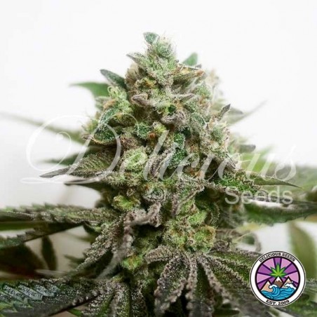 Delimed CBD Plus Marijuana Plant