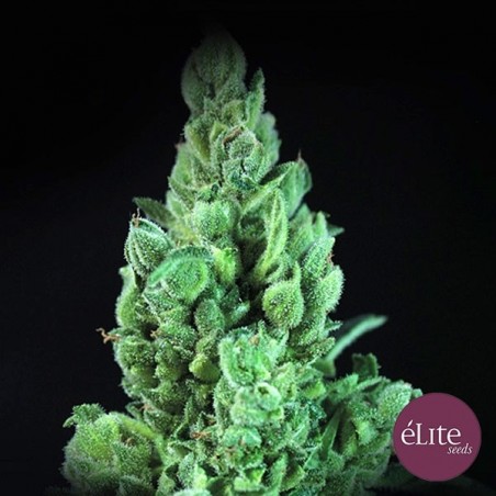 Solodiol Auto CBD Marijuana Plant
