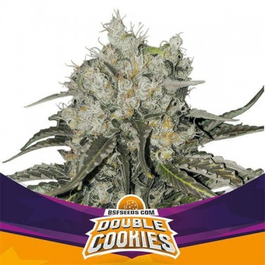 Double Cookies Cannabis Plant