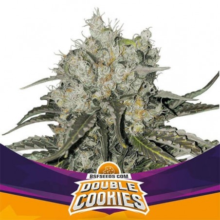 Double Cookies Cannabis Plant