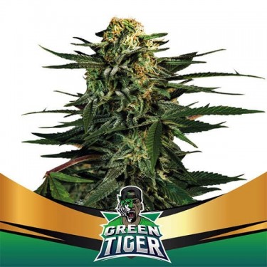 Green Tiger Faster Flowering by BSF Seeds -GB