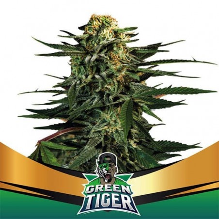 Green Tiger Faster Flowering by BSF Seeds -GB