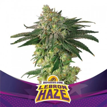 Lebron Haze Cannabis Plant
