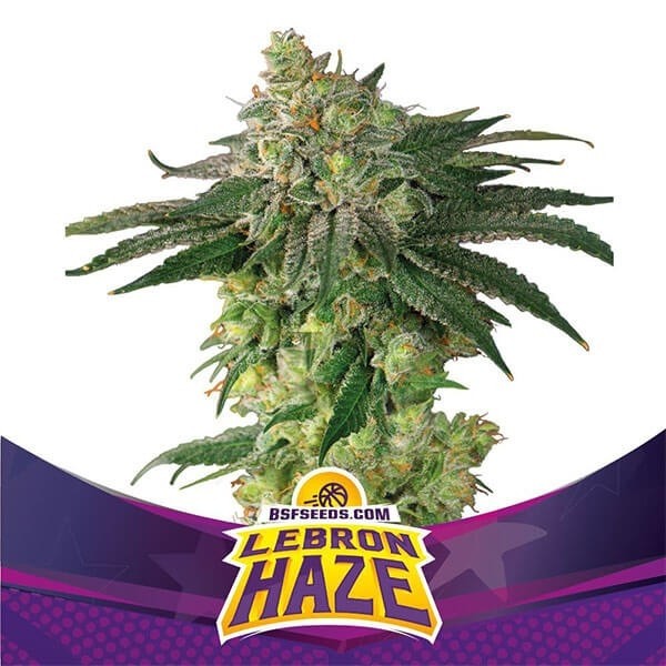 View Lebron Haze Cannabis Plant