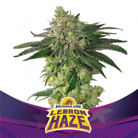 Lebron Haze Cannabis Plant