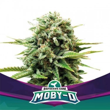Moby-D Cannabis Plant